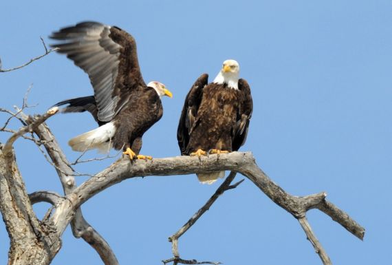 Eagles, as seen on the Scenic Float Trip
